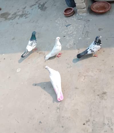 Per piece Breader pigeon for sale.