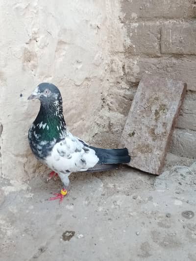 Per piece Breader pigeon for sale.