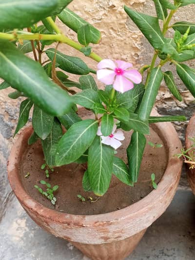 pots with growing plants