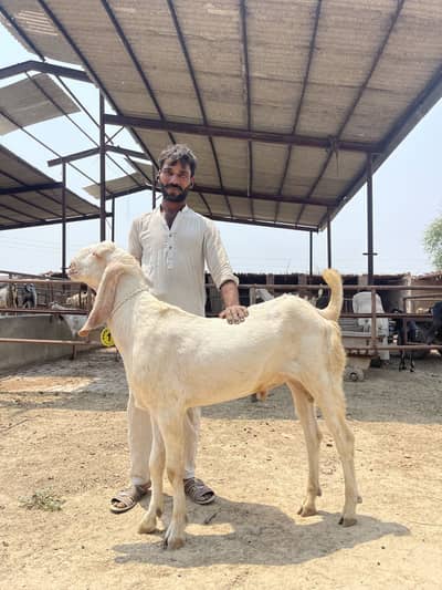 Bakra qurbani 2026
