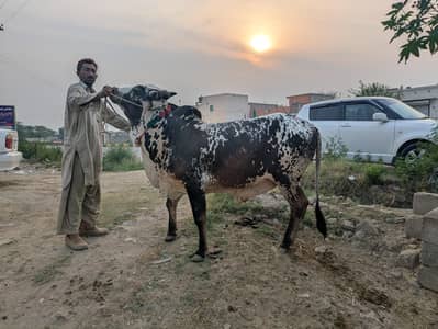 Qurbani Bulls | Ijtimai Qurbani | Call/Message for price