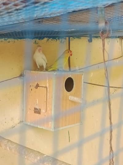 breeder pair ha