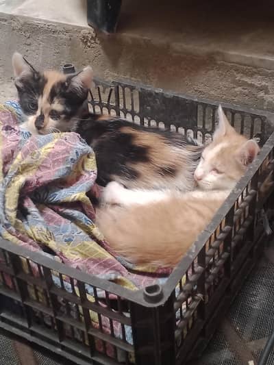 lovely cats