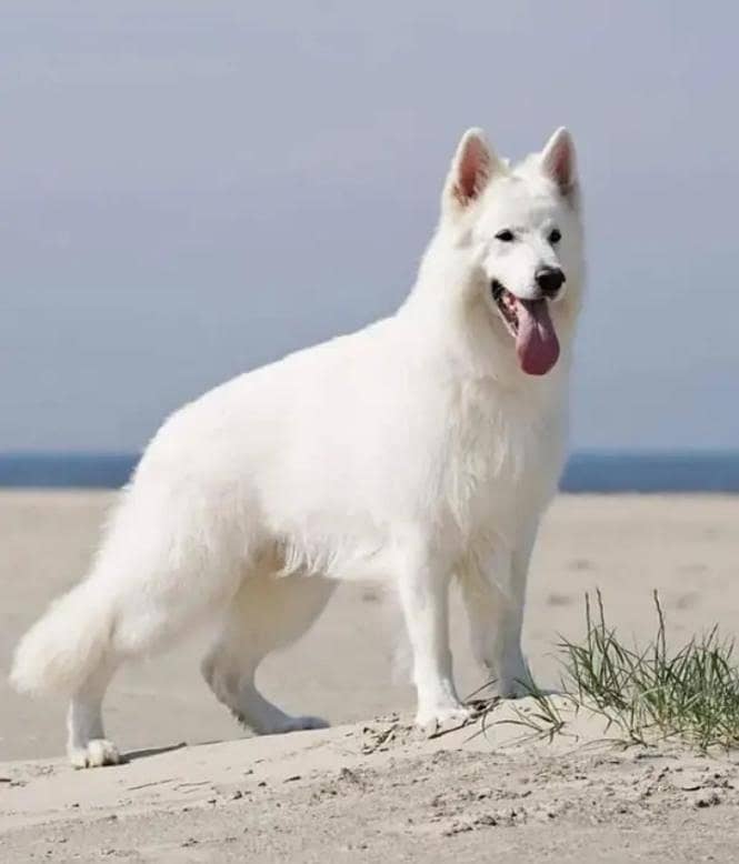 German Shepherd 0