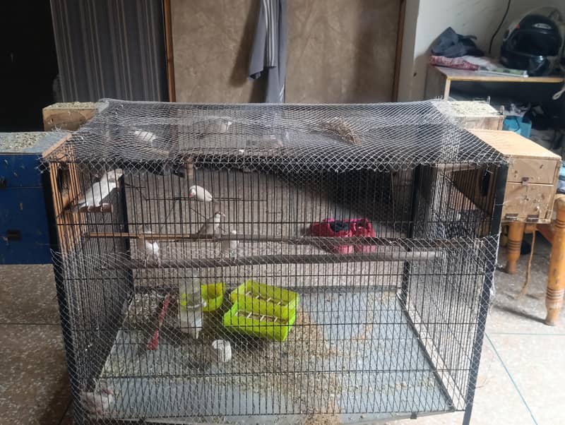 fawn java pair with iron cage 0