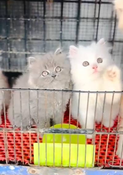 Persian cat triple cod for sale,my WhatsApp 03464644037