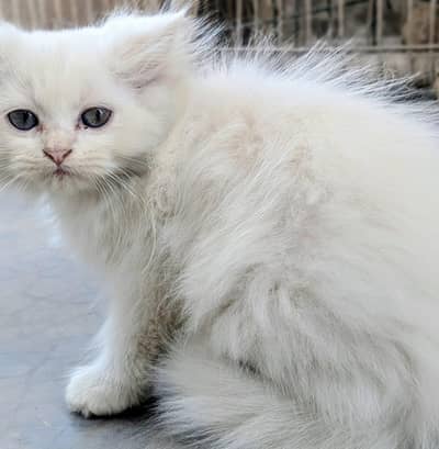 Persian Kitten