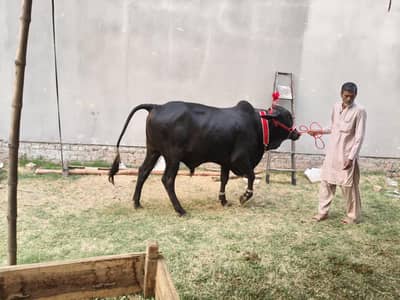 High Quality Bachra for Qurbani 2026