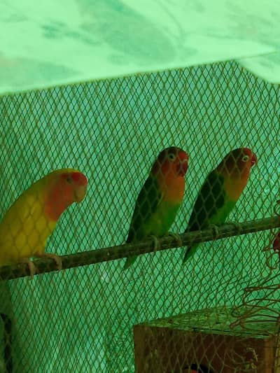 Love bird green