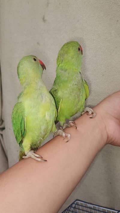 ringneck parrot