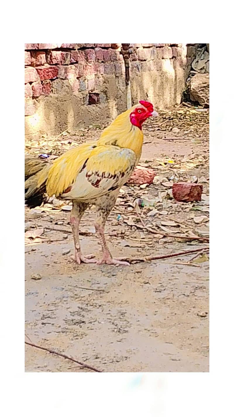 Desi murga 1