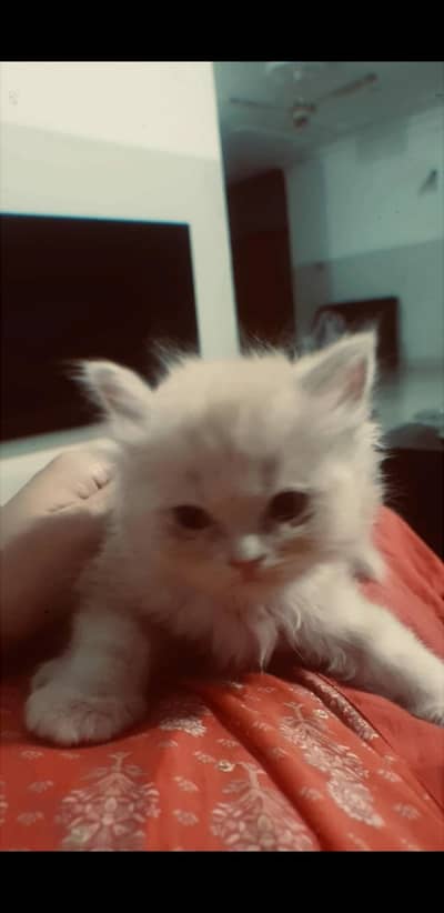 Kittens for sale