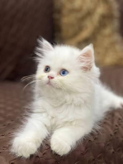 semi punch face tripple cotted female kitten odd eyes
