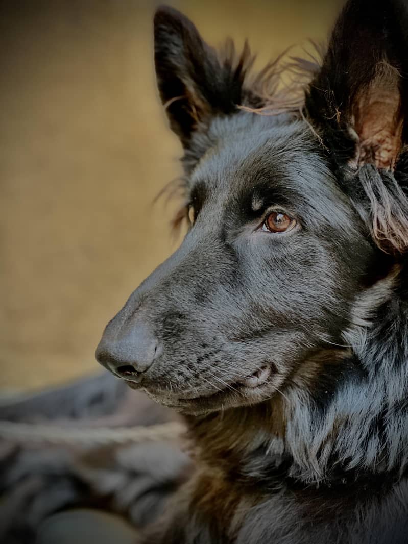 German shepherd male 0