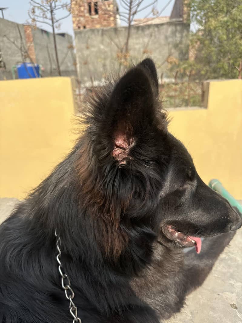 German shepherd male 1