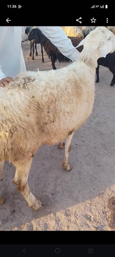 ya beautiful white sheep hai