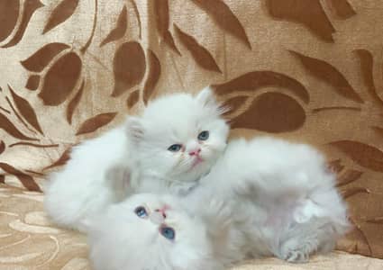 Persian cat