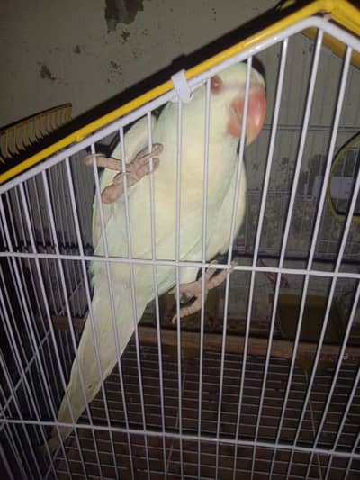white parrot