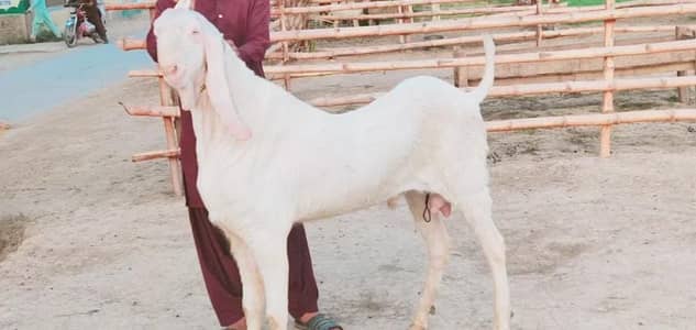 Qurbani ke liye Bakra For Sale _ 03102729869