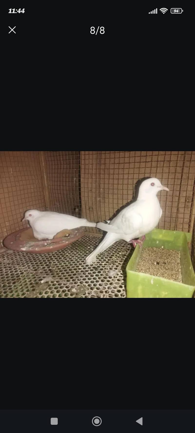 خمرے کا جوڑا 2