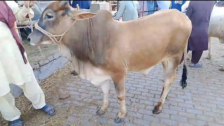 Wacha For Sale 0