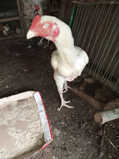 heera aseel Murga for sale