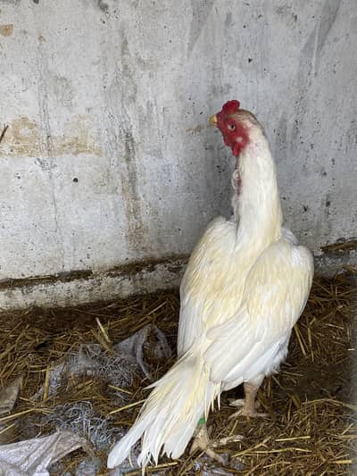 top quality bird