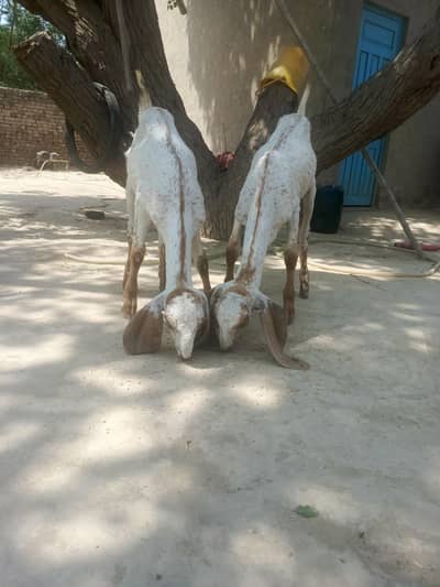 Pure Makhi Cheeni path Jori Females Whatsapp 03174390523