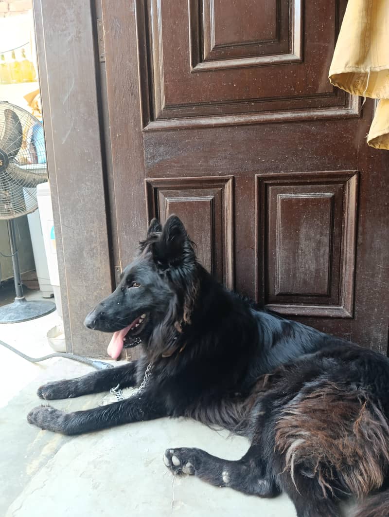 German shepherd male 3