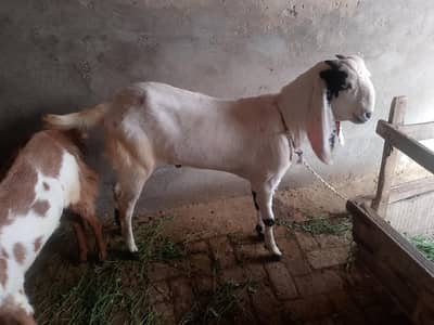 Bakra for sale