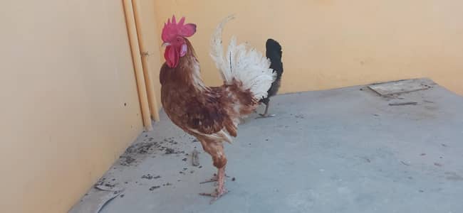 Lohmann & Golden misri
