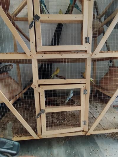 Parrots