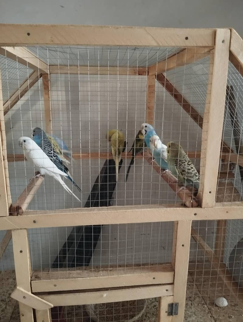 Parrots 1
