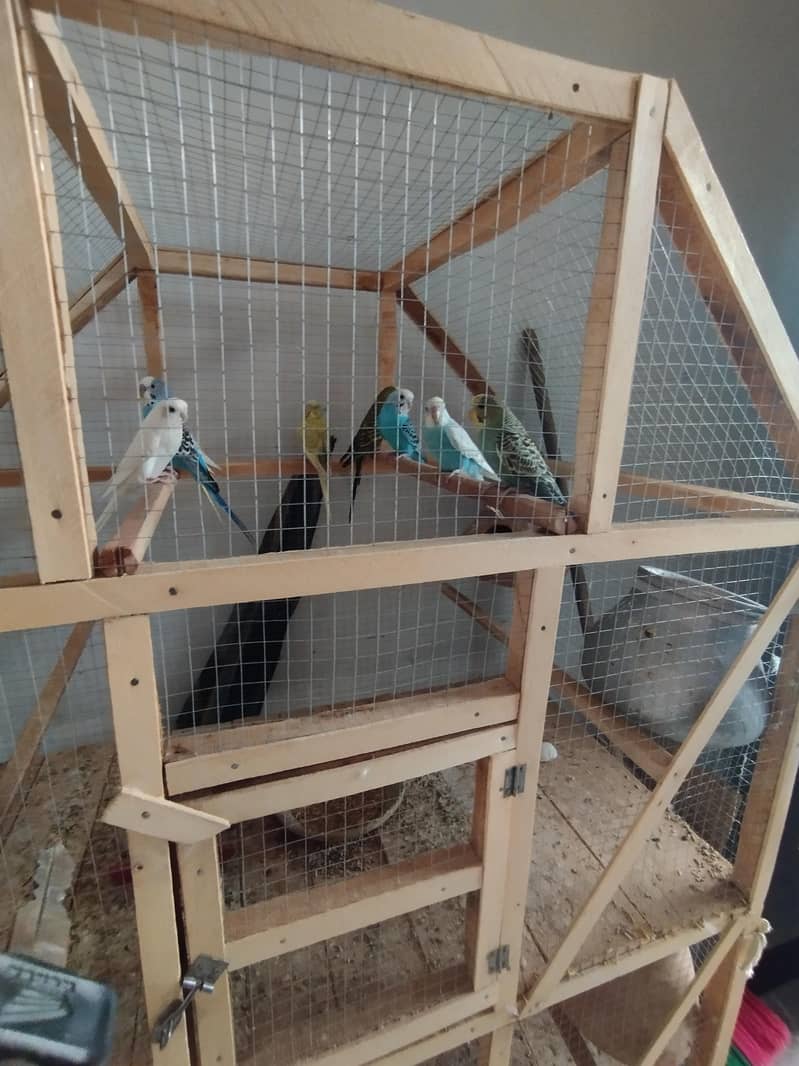 Parrots 2