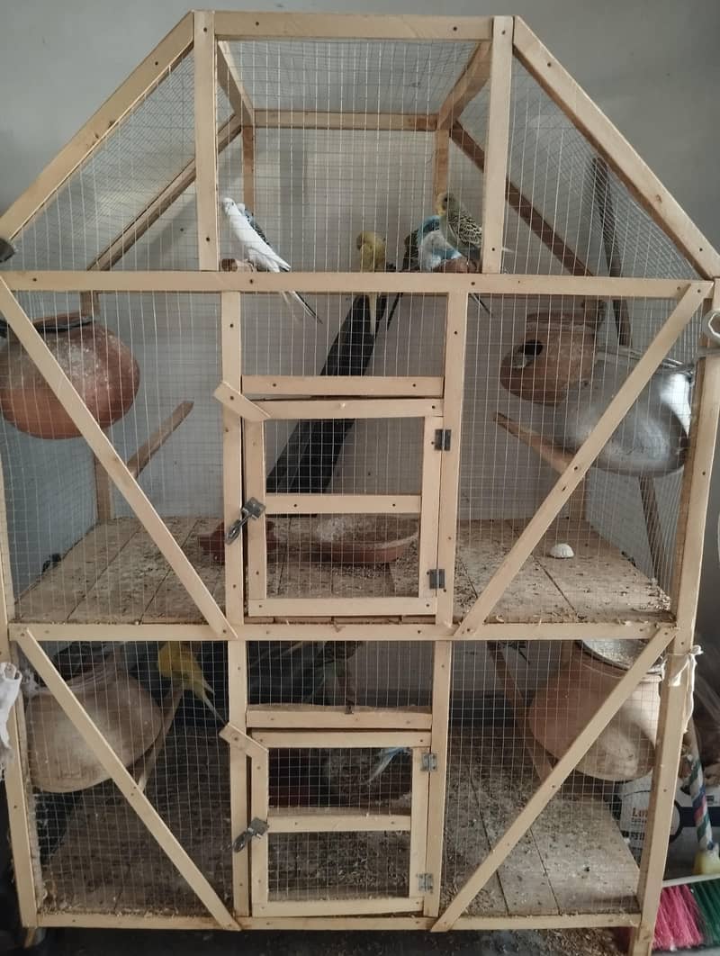Parrots 3