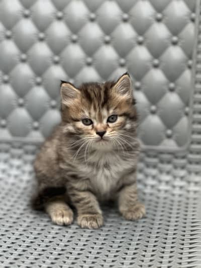 Persian kittens