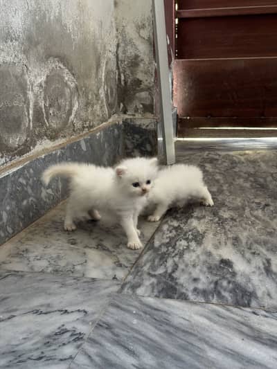 Triple coat blue eyes kittens pair