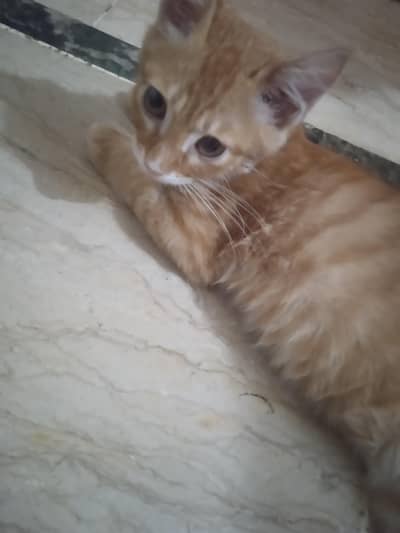 Selling a cat for 1500