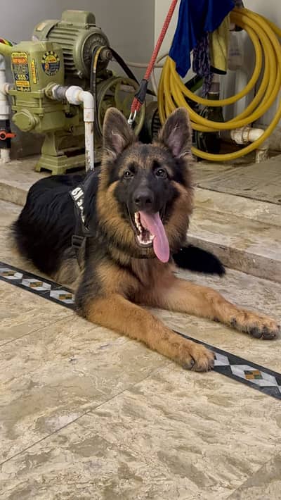 German Shepherd Long Coat pair male & female age 5 months