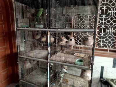 Birds cage