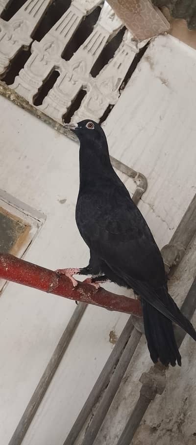 kabutar for urgent sell