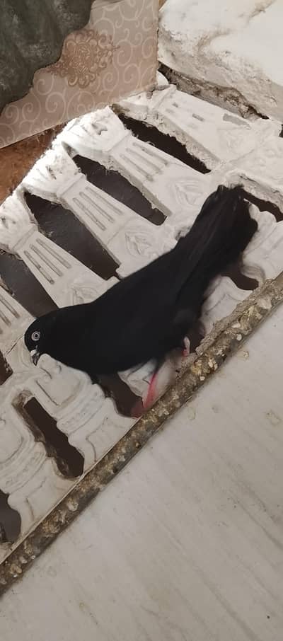kabutar for urgent sell