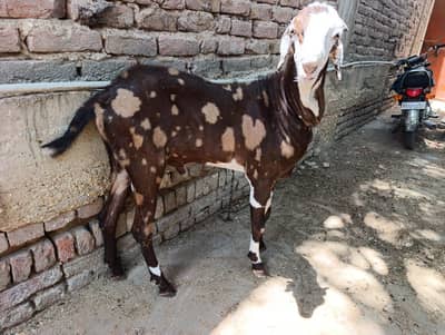Bakra for sale. .