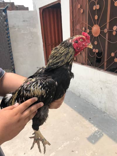 black jawa aseel murga high quality