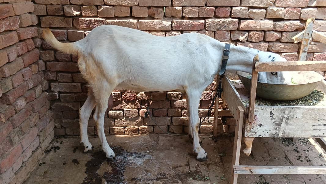 Bakri 0