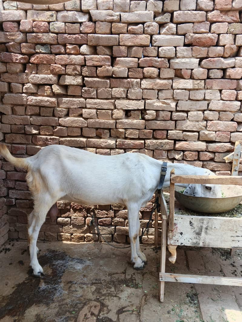 Bakri 1