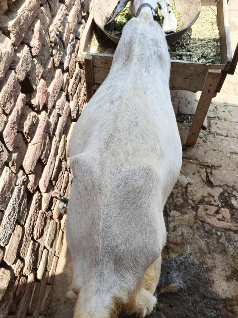 Bakri 2