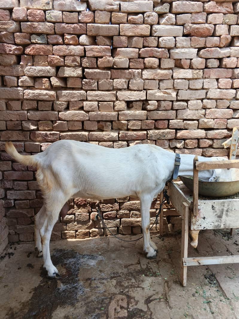 Bakri 3