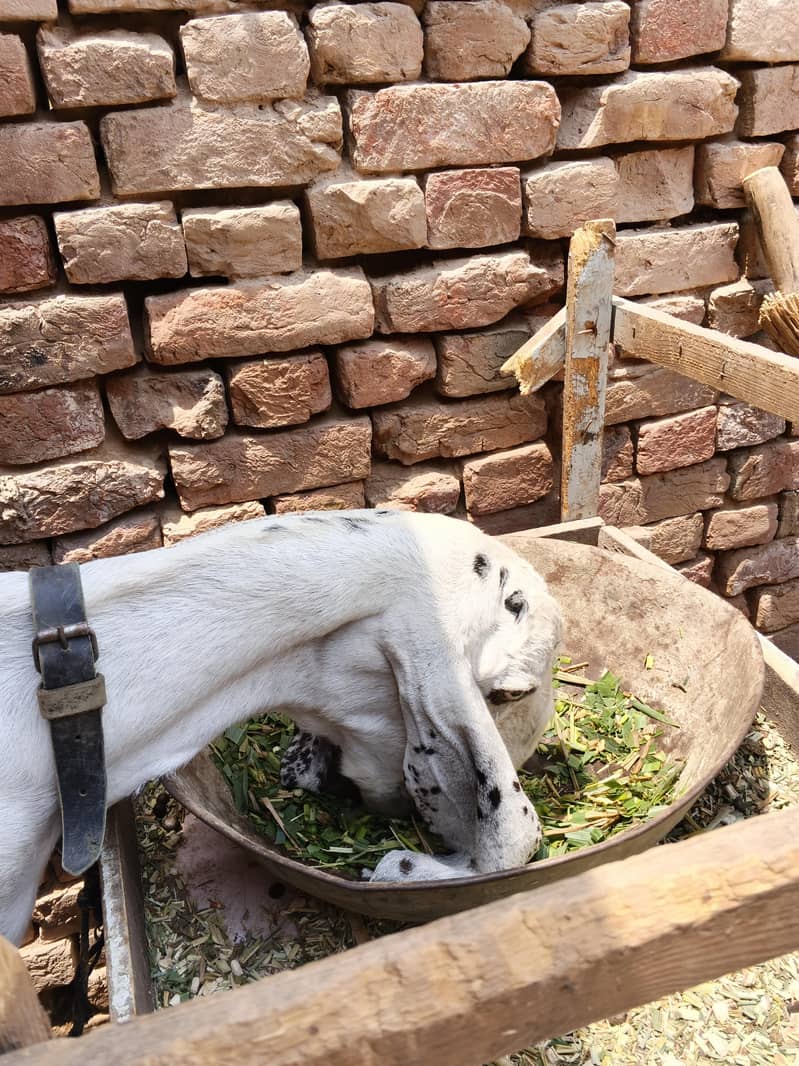 Bakri 4