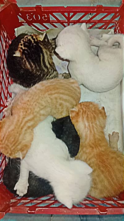 persion cat : ( 15 )day kitten persion breed (3) coated ( 6 ) babies